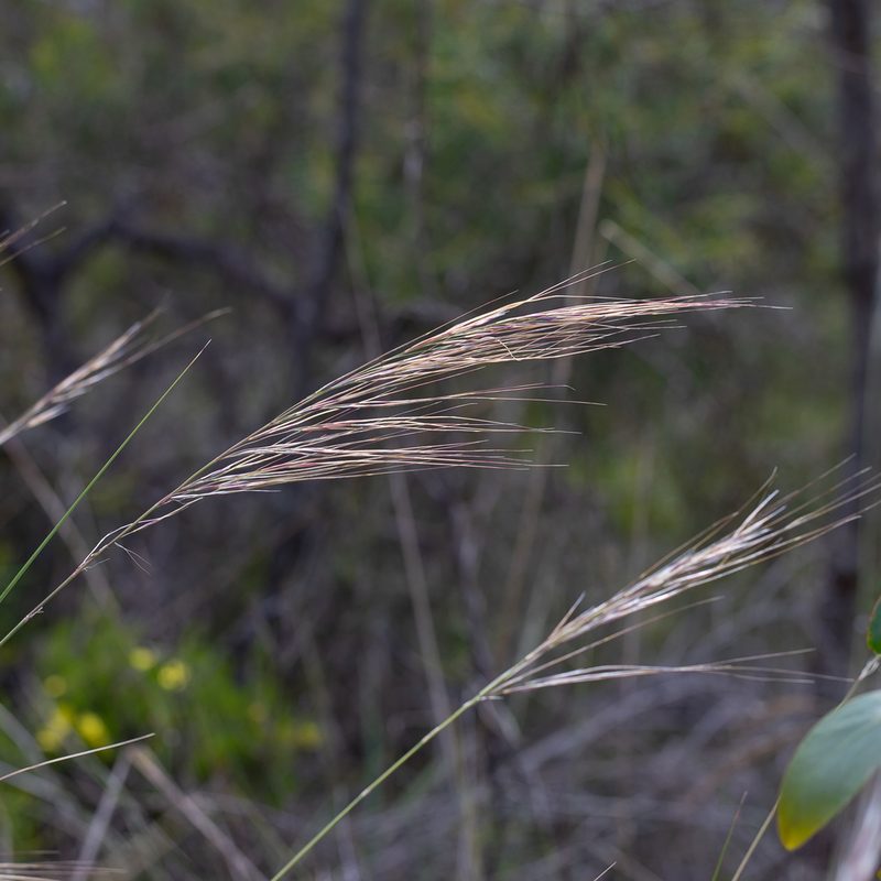 Austrostipa semibarbata, photographed by Kym Nicolson