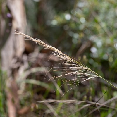 Austrostipa semibarbata, photographed by Kym Nicolson