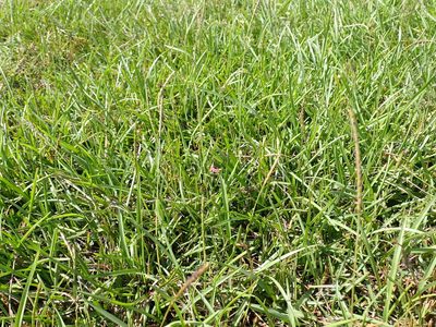 Eremochloa ophiuroides, photographed by 高山田鼠