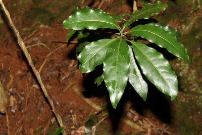 Actephila mooreana, photographed by Greg Tasney