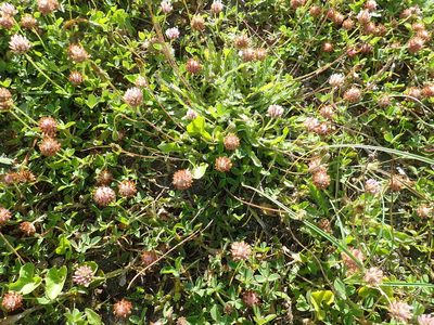 Trifolium fragiferum, photographed by Arnim Littek