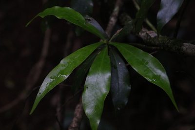 Tasmannia insipida, photographed by Greg Tasney