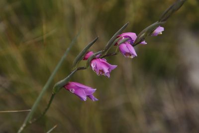 Gladiolus carinatus, photographed by Tony Rebelo
