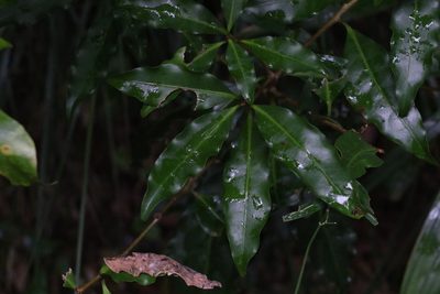 Actephila mooreana, photographed by Greg Tasney