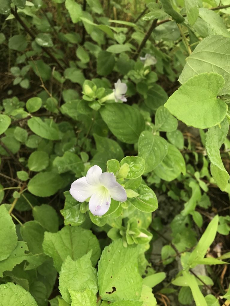 Barleria matopensis, photographed by rosshawkins
