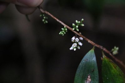 Trochocarpa laurina, photographed by Greg Tasney