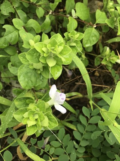 Barleria matopensis, photographed by rosshawkins