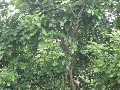 Pongamia pinnata, photographed by 高山田鼠