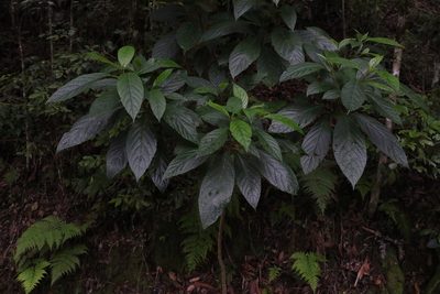 Abrophyllum ornans, photographed by Greg Tasney