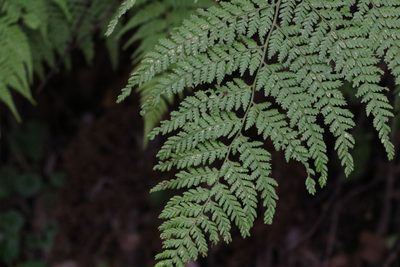 Calochlaena dubia, photographed by Greg Tasney
