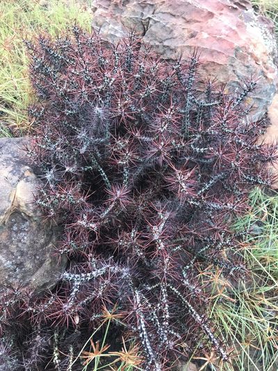 Euphorbia aeruginosa, photographed by rosshawkins