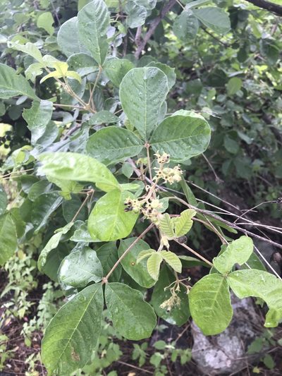 Vitex patula, photographed by rosshawkins