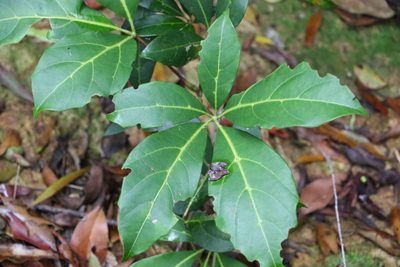 Apocissus sterculiifolia, photographed by Greg Tasney
