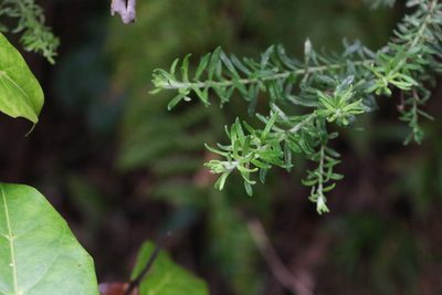 Ozothamnus diosmifolius, photographed by Greg Tasney