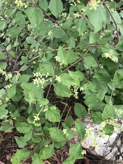 Psilotrichum scleranthum, photographed by rosshawkins