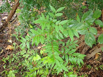 Diospyros eriantha, photographed by 高山田鼠