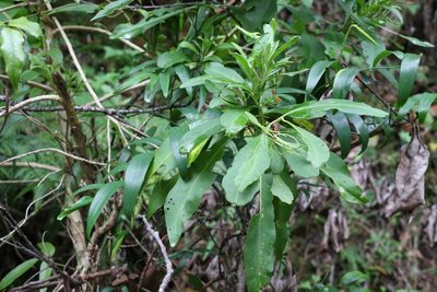 Duboisia myoporoides, photographed by Greg Tasney