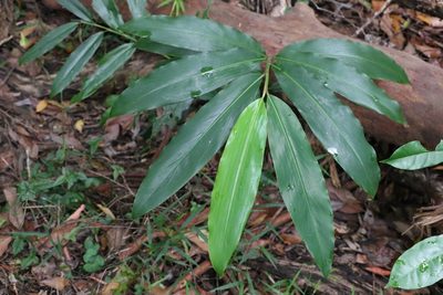 Alpinia caerulea, photographed by Greg Tasney