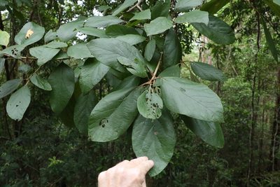 Gmelina leichhardtii, photographed by Greg Tasney