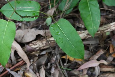 Leichhardtia rostrata, photographed by Greg Tasney