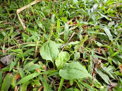 Plantago asiatica, photographed by 高山田鼠