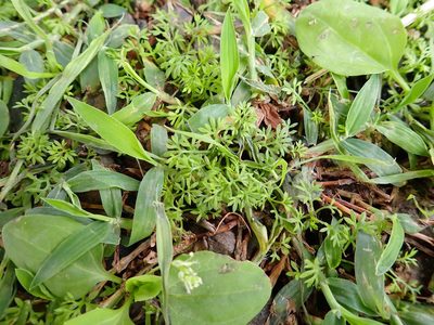 Soliva anthemifolia, photographed by 高山田鼠