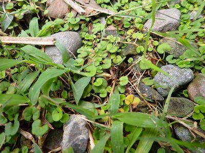 Dichondra micrantha, photographed by 高山田鼠
