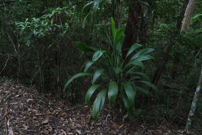 Cordyline petiolaris, photographed by Greg Tasney