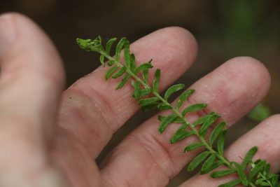 Ozothamnus diosmifolius, photographed by Greg Tasney