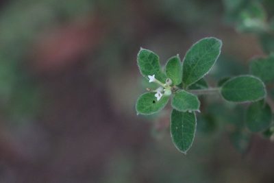 Pimelea altior, photographed by Greg Tasney