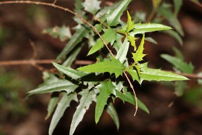 Podolobium ilicifolium, photographed by Greg Tasney