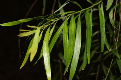 Daviesia arborea, photographed by Greg Tasney