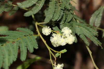 Acacia irrorata, photographed by Greg Tasney