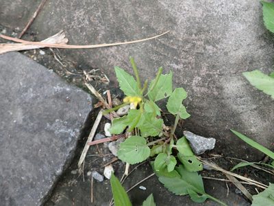 Rorippa indica, photographed by 高山田鼠