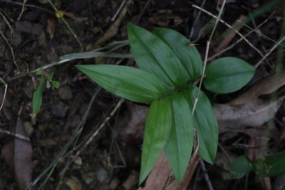 Tripladenia cunninghamii, photographed by Greg Tasney