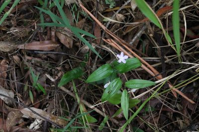 Tripladenia cunninghamii, photographed by Greg Tasney