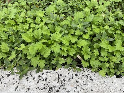 Artemisia indica, photographed by 高山田鼠