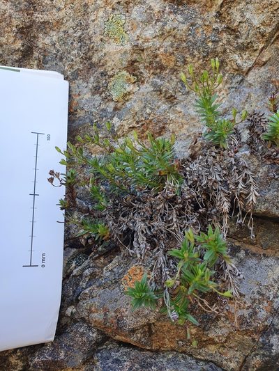 Veronica linifolia, photographed by Danielle Munster