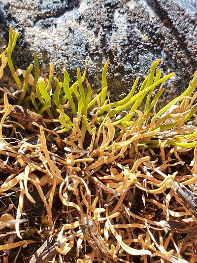 Carmichaelia uniflora, photographed by Danielle Munster
