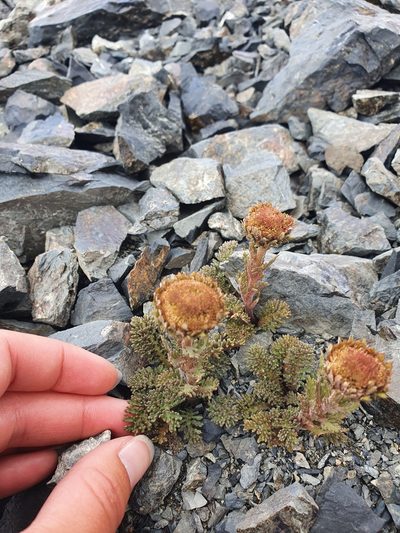 Leptinella dendyi, photographed by Danielle Munster