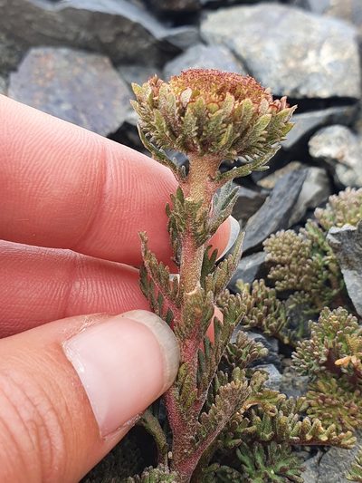 Leptinella dendyi, photographed by Danielle Munster