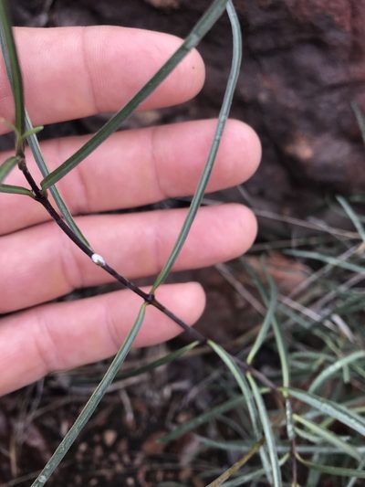 Stomatostemma monteiroae, photographed by rosshawkins