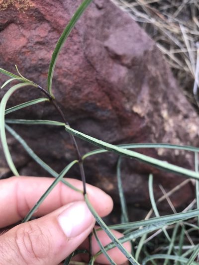 Stomatostemma monteiroae, photographed by rosshawkins