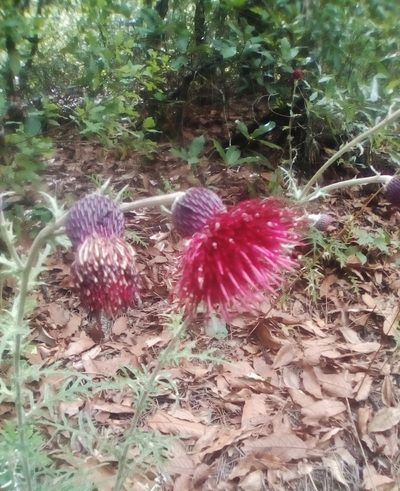 Cirsium pringlei, photographed by Luc Wyn