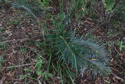 Macrozamia lucida, photographed by Greg Tasney