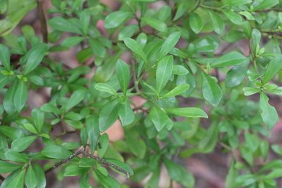 Psychotria daphnoides, photographed by Greg Tasney