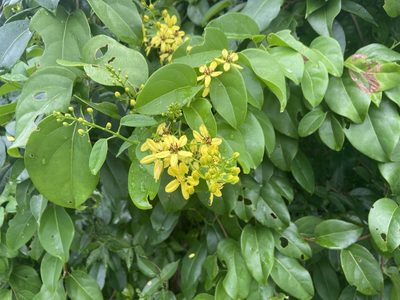 Tristellateia australasiae, photographed by Forest Botial-Jarvis
