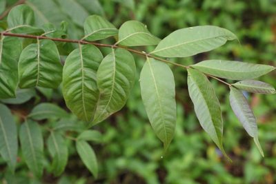 Toona ciliata, photographed by Greg Tasney