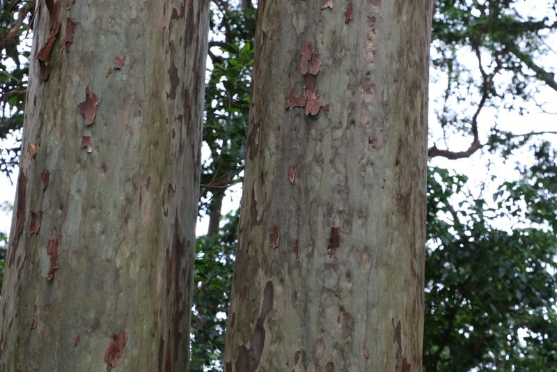Corymbia variegata, photographed by Greg Tasney
