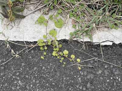 Dichondra micrantha, photographed by 高山田鼠